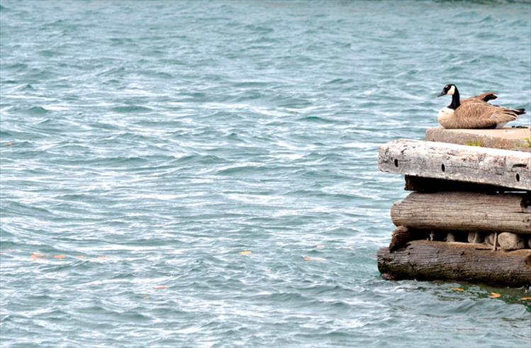 A goose looks out over the choppy lake water as it sits on a dock in Polson.