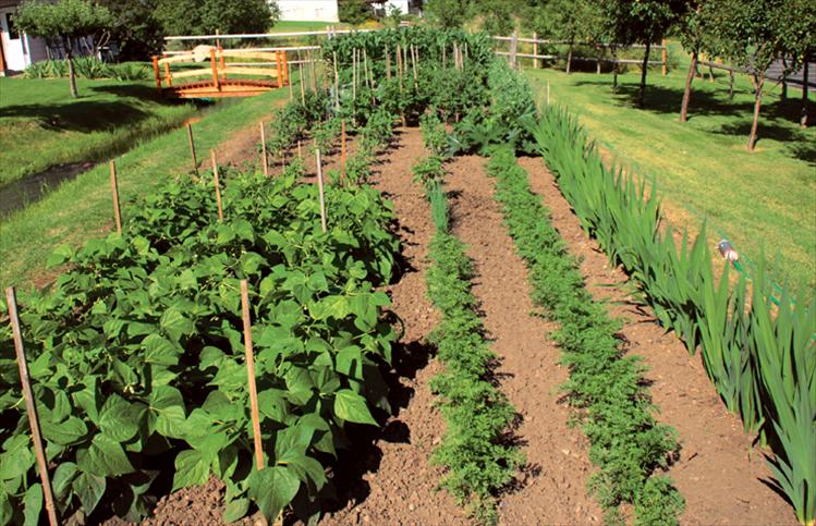 Most beautiful vegetable garden winners are John and Patty Kelly. According to John, gardens are like good marriages: you’ve got to work on them every day. To add to the well-tended and healthy garden, John built two bridges across the ditch to reach the vegetables.