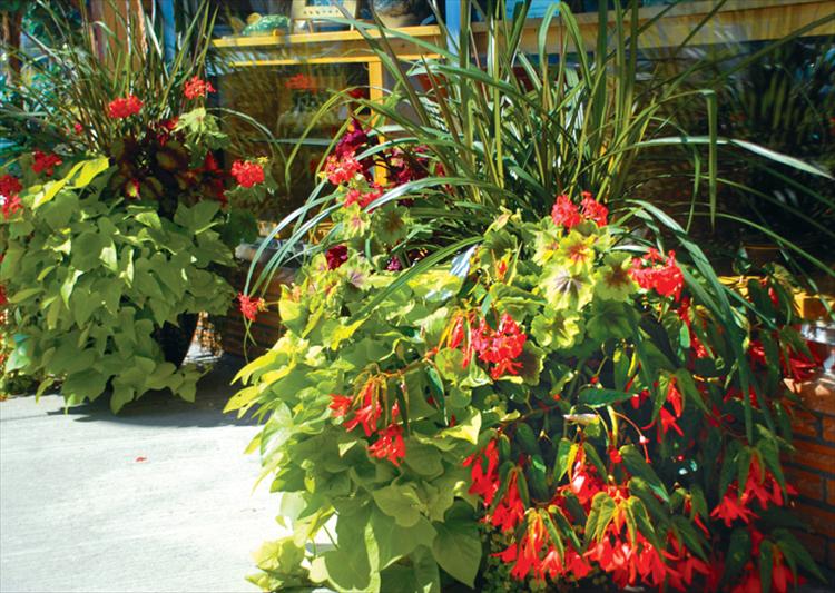 Best business balconies/planters winner is Sandpiper Gallery. Designed by Kathy Shore of Southshore Greenhouse, the vibrant greens of the sweet potato vine and contrasting purple coleus and bright orange begonias won best business for the Sandpiper Gallery on Main Street. 