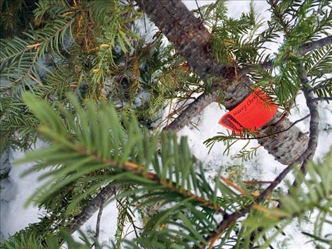 A $5 permit is required to cut a Christmas tree on National Forest land. Two trees per family is the limit.