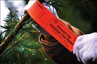 Christmas tree cutting on national forest land a holiday treat