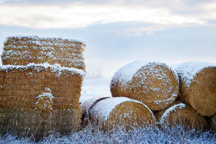 Hay bales in first snow