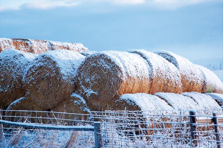 First snow on hay bales