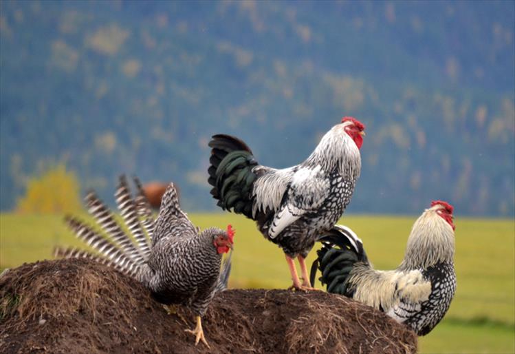 Chicken dance