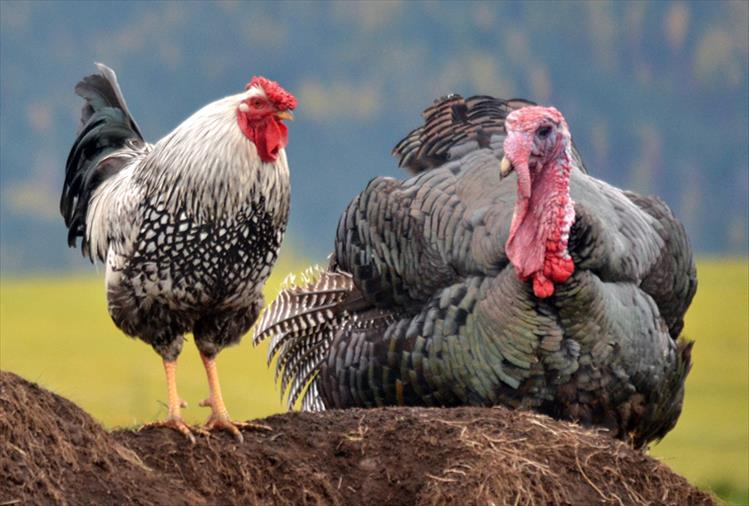 This speckled rooster seems to be busy giving his friend some pre-Thanksgiving advice.
