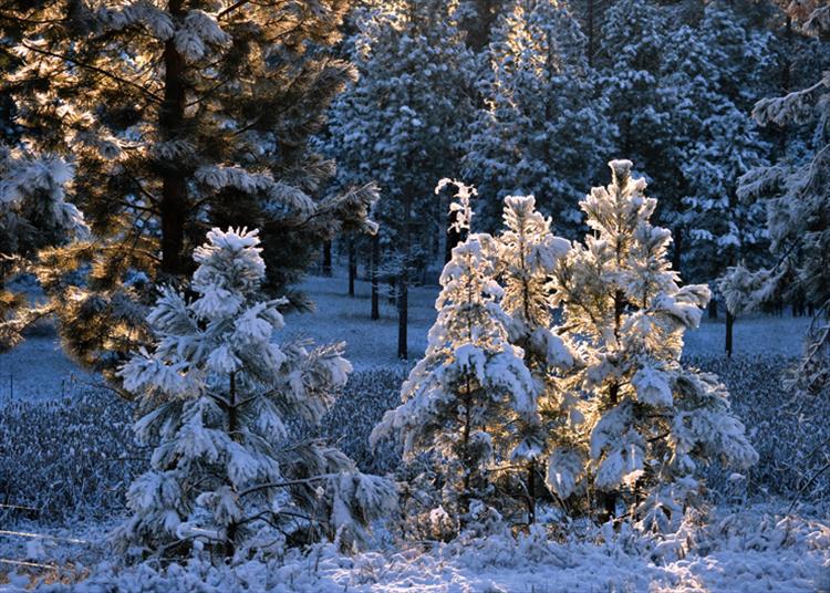 Glowing trees
