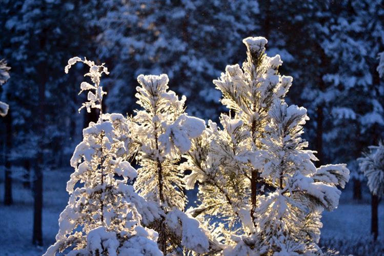 Winter sparkle