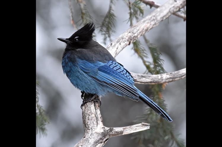A Steller’s Jay shows off its brilliant blue plumes with a perfect pose for the camera.