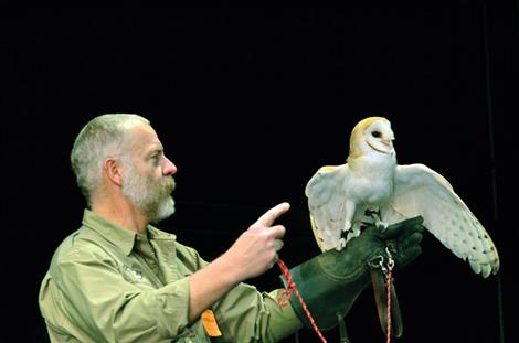 Tika, the snowy owl, displays her only wing as she stands on Byron Crow’s glove. 