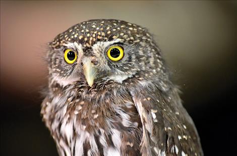 Frank is a tiny Northern pygmy owl. 