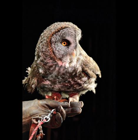 Homer, a great gray owl, perches on a glove.