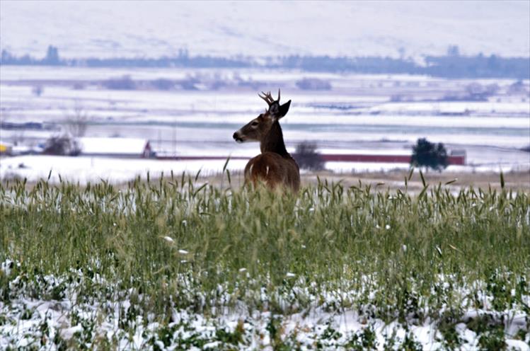 Wild buck