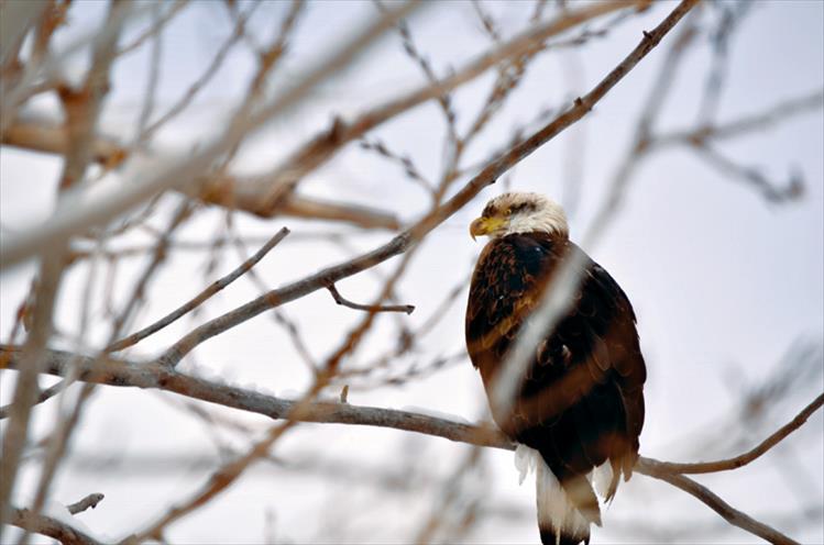 Bald eagle, St. Ignatius