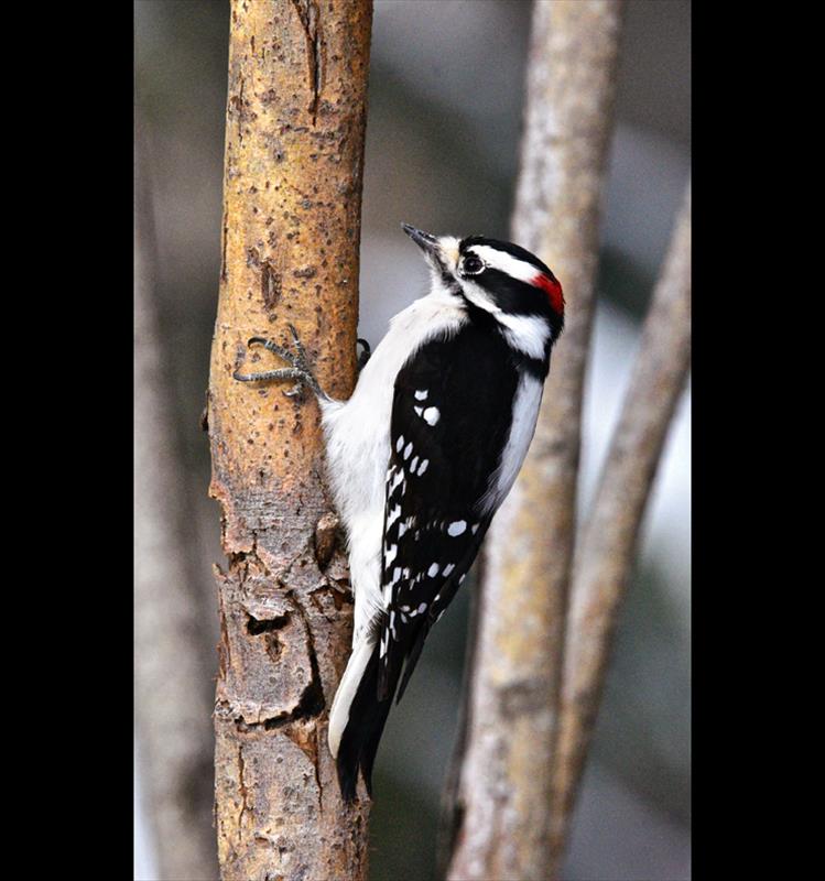 Peck-ture perfect: The smallest woodpecker in North America,the Downy Woodpecker, eats mostly insects, but will also eat seeds, berries, and feed at suet feeders.
