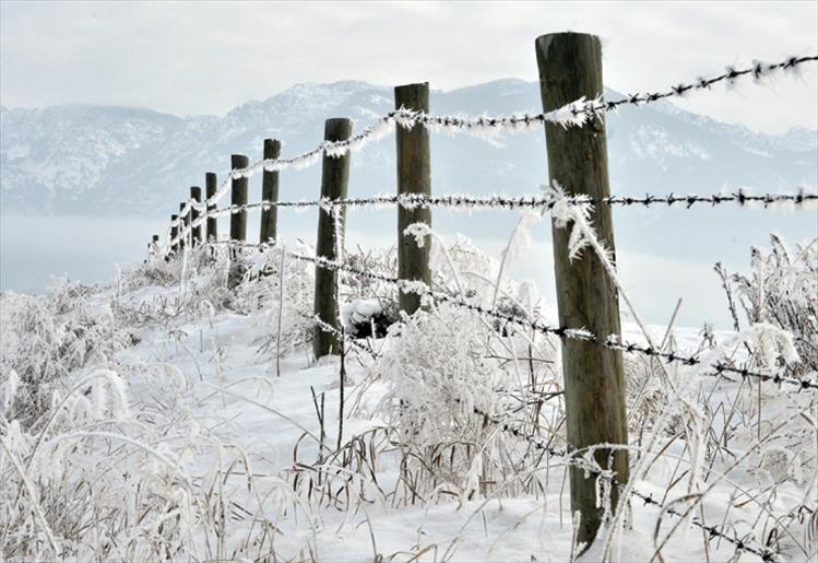 Fence frost