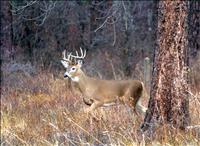 Whitetail population up, wolf harvest down