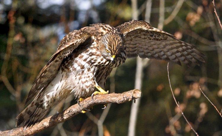 The male Goshawk, a powerful predator, focuses intently on an item of interest.