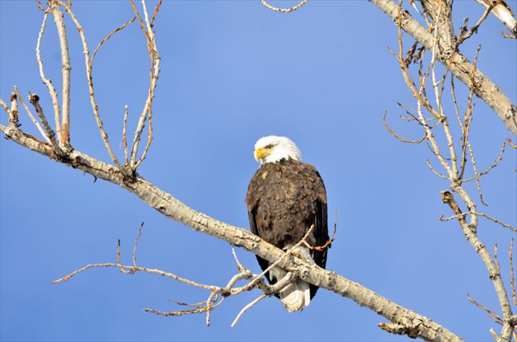 A bald eagle perches high in a tree near St. Ignatius waiting for prey.