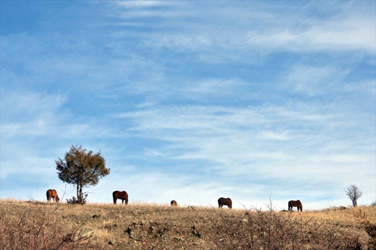Horses against the sky