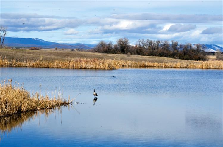 Canada goose