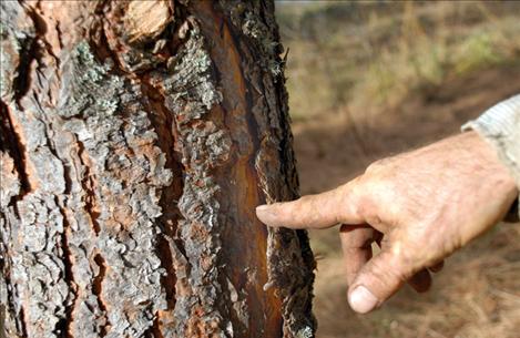 David Sturman points to the “furrows” in the bark of a pine tree. They expand when a pine forest is cleaned out, he added.