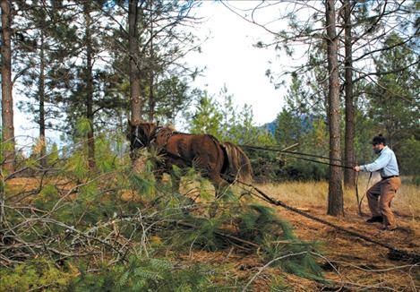 David Sturman guides Bess up the hill, skidding a log. Logging with a horse is not a common sight these days.