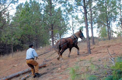 David Sturman follows Bess, his 10-year-old Belgian workhorse, as she pulls a log uphill east of St. Ignatius.