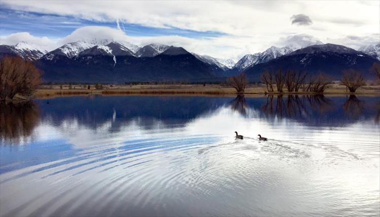 Canada geese have begun to pair up. A sure sign that spring is on the way.