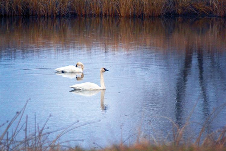 A pair of white swans enjoy a quiet swim in a Charlo pond