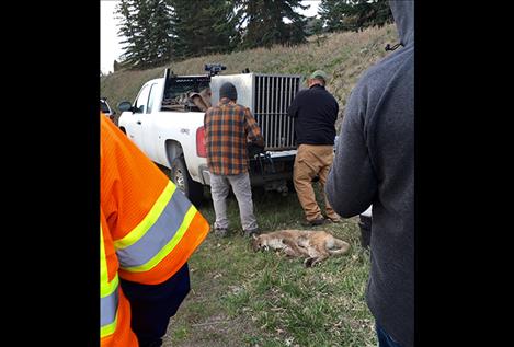 Tribal wildlife biologists will observe the big cat overnight to see if it received injuries from the fall, and will release it Thursday if the cougar is OK.