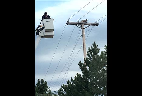 A mountain lion was rescued from atop a power pole on Kerr Dam Road south of Polson Wednesday morning.