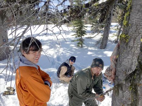 Conducting field work in the forest are Paden Alexander, Native American Research Assistant; Austin Moran, Tribal Wildlife Technician; and Ryan Adams, Tribal Wildlife Biologist.