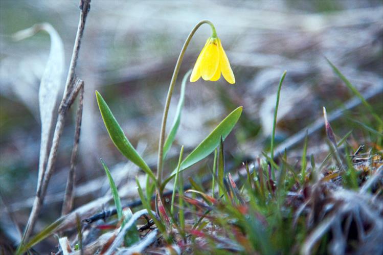 A wildflower springs up, signaling the end of winter