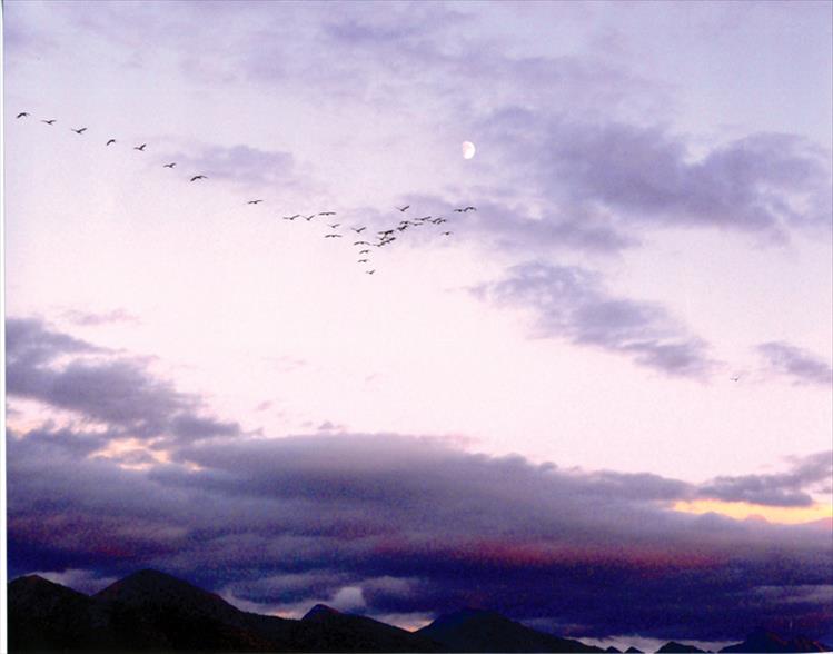 Geese flying over Ronan