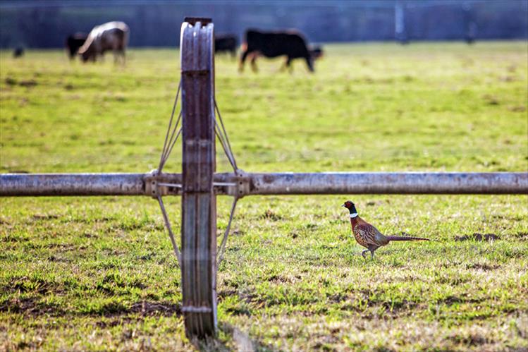 Spring pheasant