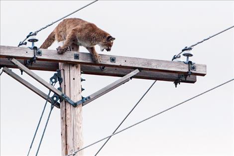 A yearling cougar was rescued from atop a power pole southwest of Polson Wednesday morning, and released back into the wild the following day. Below right, the mountain lion tumbles to the ground after being sedated with a tranquilizer dart.