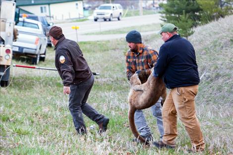 Wildlife biologists carry the sedated lion to a crate, where they observed her throughout the night to be certain she wasn’t injured before releasing her back into the wild the following day.