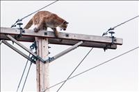 Tribes rescue, relocate cougar