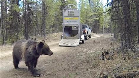 A 3-year-old male grizzly is released in the North Fork of the Flathead drainage on April 11. 