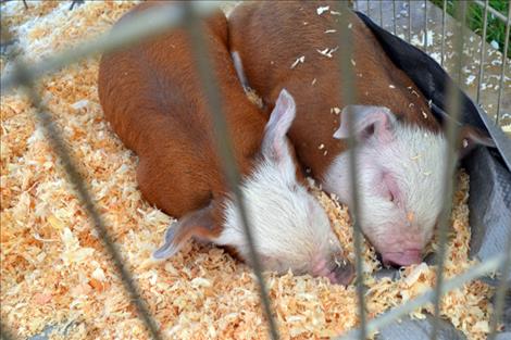 Piglets wait to be sold to help the Polson Fairgrounds earn money for improvements.