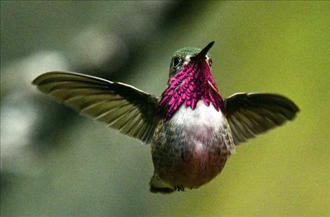 A single hummingbird takes flight.