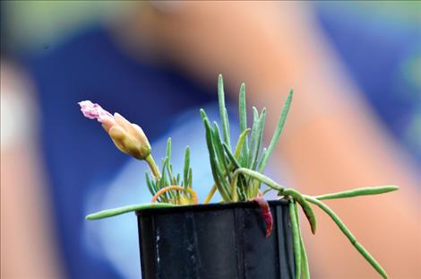 A Bitterroot bloom