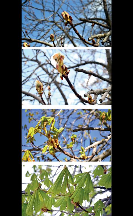A series of photos taken over four weeks shows buds bursting into leaves on the buckeye tree growing in front of the Lake County Courthouse in Polson.