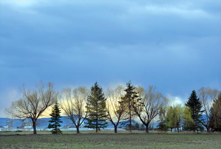 Trees in a storm