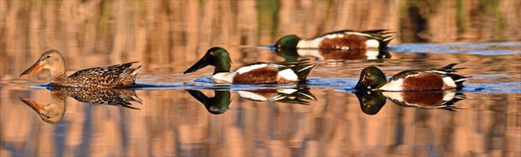 Shovelers