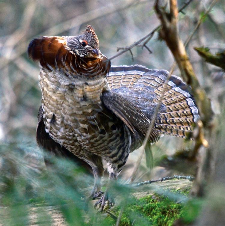 Ruffled grouse