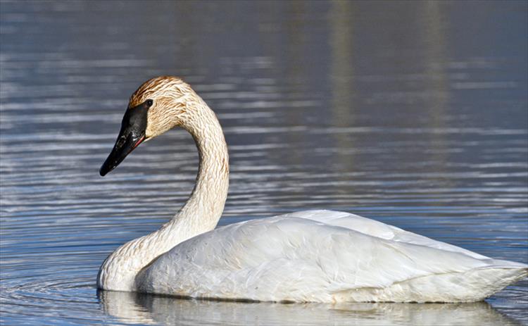 Trumpeter swan