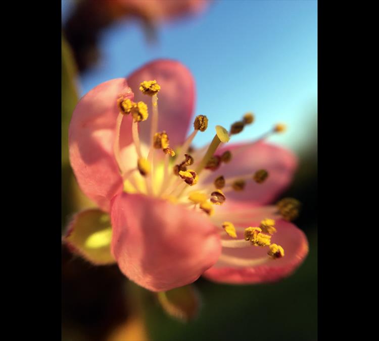 Peach tree blossom