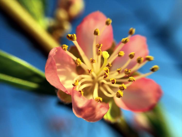 Peach tree blossom