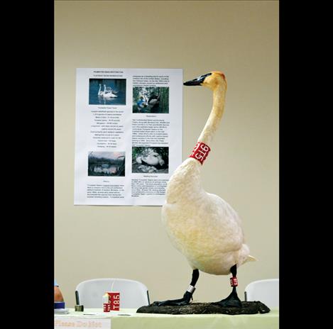 CSKT Wildlife Management Program  manager  Dale Becker brought two  stuffed adult  trumpeter swans to the event to teach people about  the reintroduction  program. 